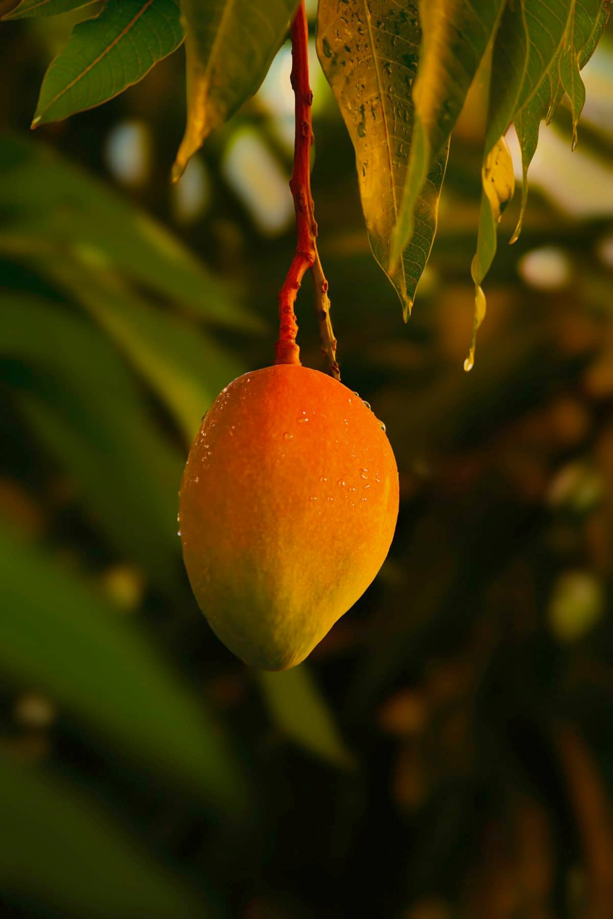 Mango's