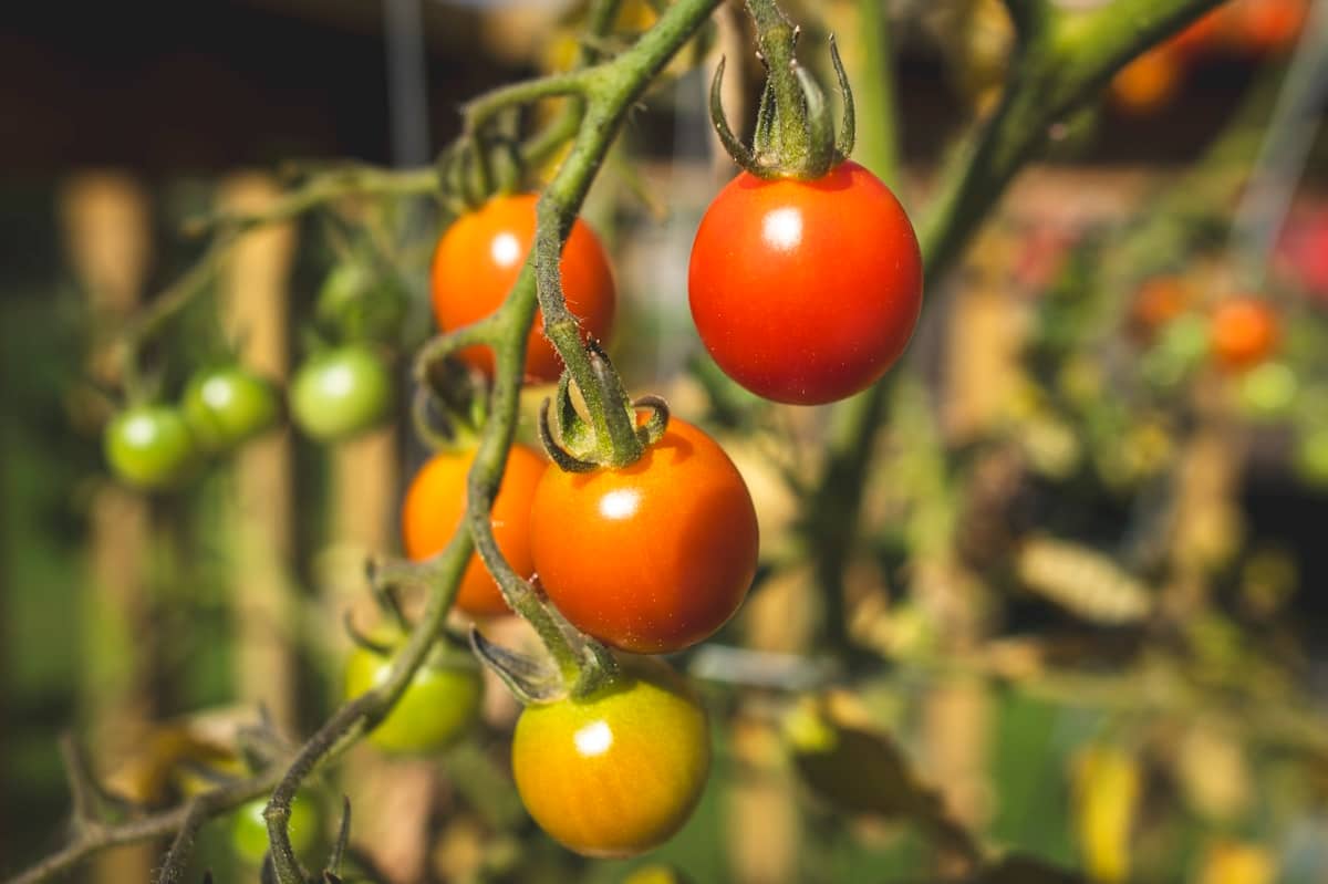 Cherrytomaat