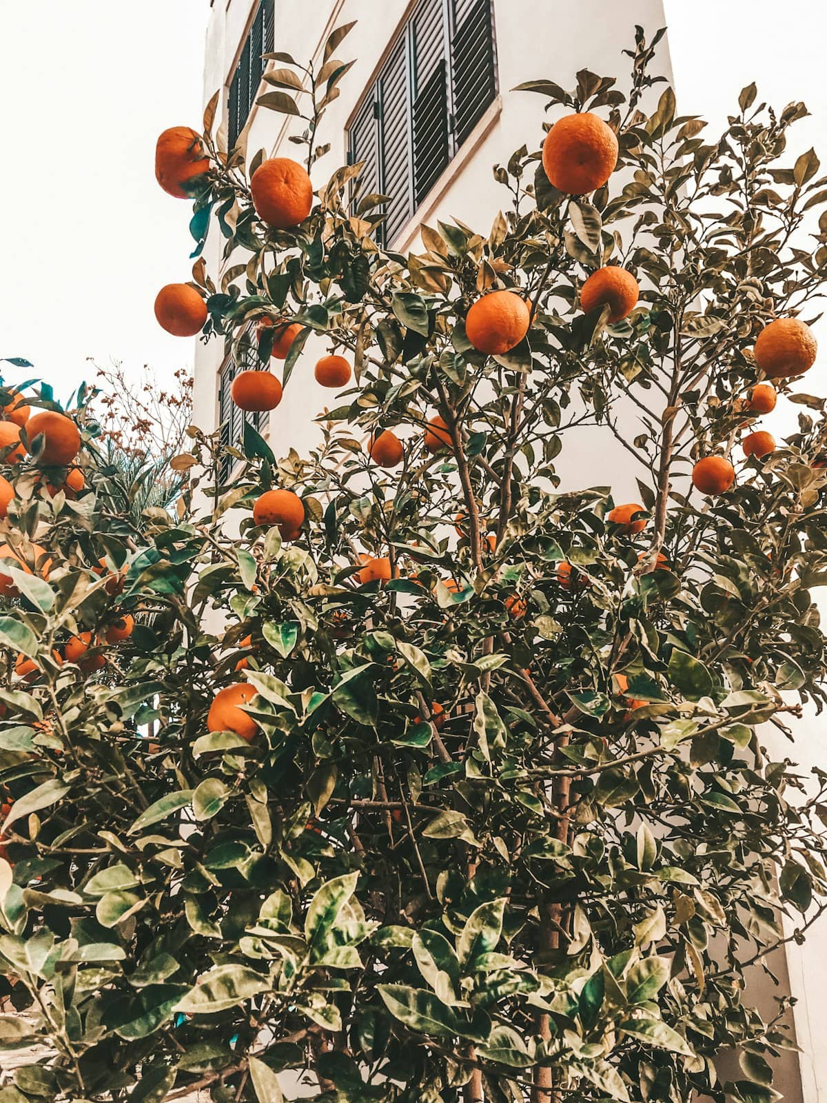 Clementines Berkane