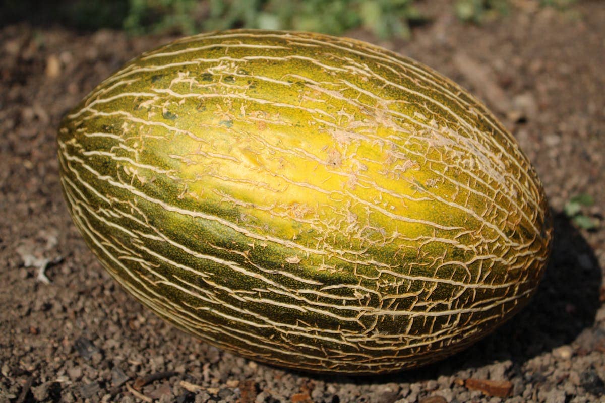 Piel de Sapo